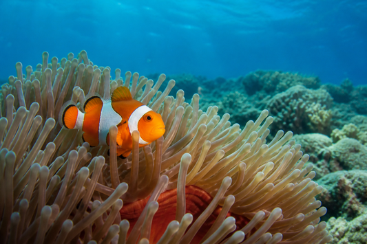 Orange clownfish sheltering among the tentacles of a sea anemone