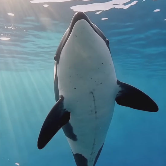 Video showing the realistic 11.4-inch orca plush from multiple angles